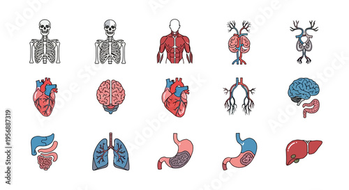 Comprehensive collection of human anatomy icons, illustrating various organs and skeletal structures for educational and medical design projects