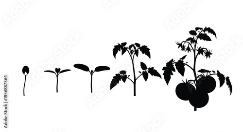 Tomato plant growth stages displayed in a striking black silhouette