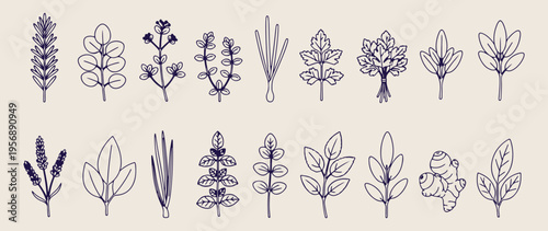 Botanical leaves collection, organic plant sketches, nature foliage doodles, forest leaf illustration, greenery garden icons, healthy plant doodles, herbal medicine sketches.
