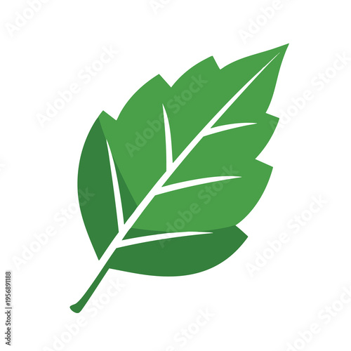Stylized green leaf with white veins and stem on a white background