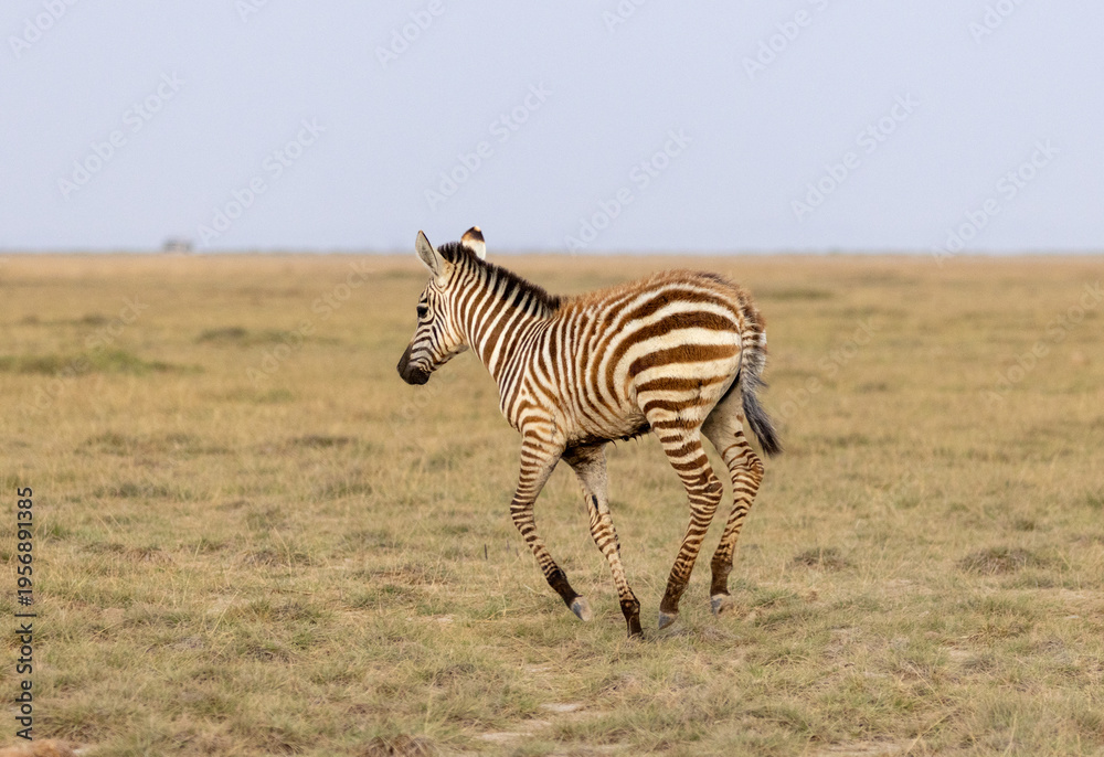 Fototapeta premium Zebra foal playfully running in Amboseli National Park in Kenya Africa KEN