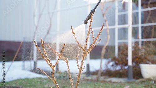 Wallpaper Mural Young tree treated against diseases and pests in spring close-up Torontodigital.ca