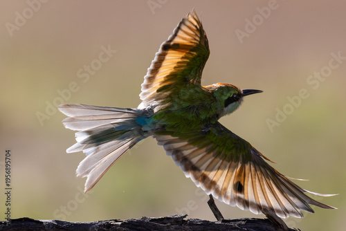 Swallow-tailed Bee-eater hunting in flight (Swaelstertbyvreter) (Merops hirundineus) near Auchterlonie in the Kgalagadi Transfrontier Park, Kalahari