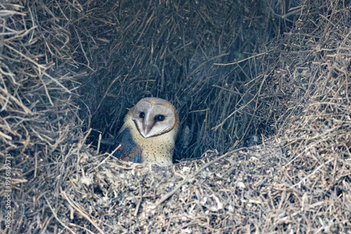 Western Barn Owl (Nonnetjie-uil) nesting in a sociable weaver nest  in the Kgalagadi Transfrontier Park, South Africa, Botswana near Twee Rivieren in the Nossob riverbed.