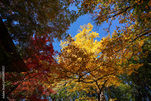 京都御霊神社境内の銀杏の黄葉と楓の紅葉