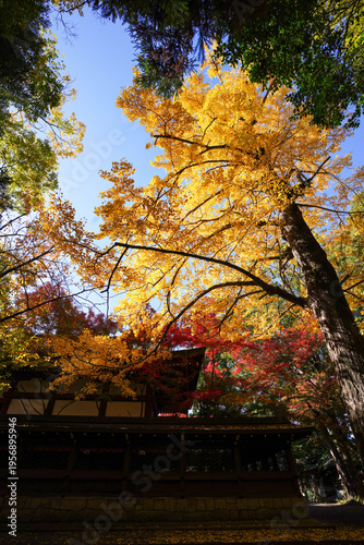 京都御霊神社の銀杏の黄葉