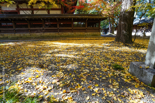 京都御霊神社の銀杏の黄葉