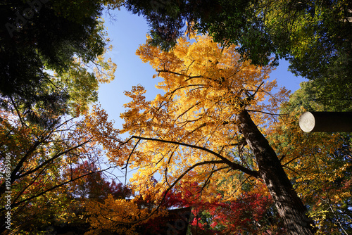 京都御霊神社の銀杏の黄葉