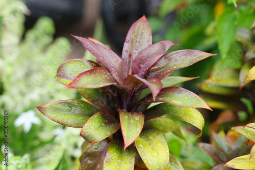 Tradescantia Spathacea plant with purple and green leaves, glistening with fresh morning dew and water droplets