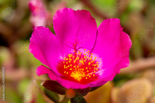 pink flower macro