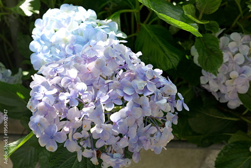 Beautiful Spring flowers