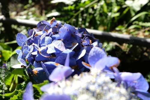 Beautiful Spring flowers