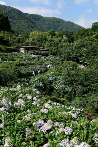 Beautiful Spring flowers