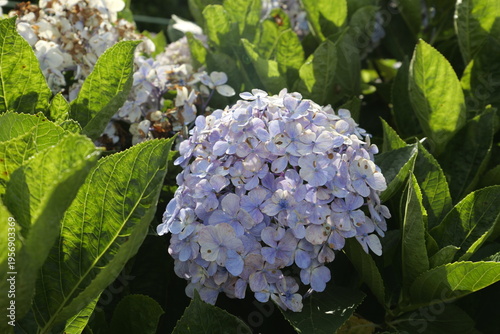 Beautiful Spring flowers