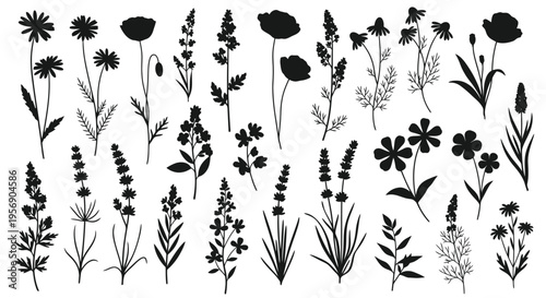 A collection of delicate wildflowers and botanical illustrations in black