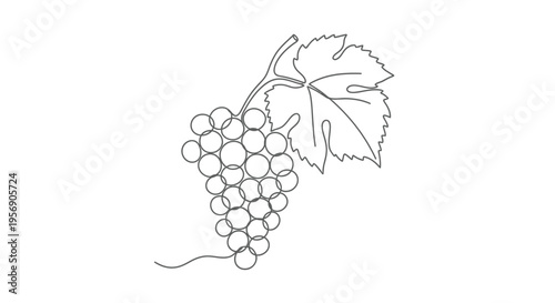 Grape cluster with leaf, minimalist line art illustration