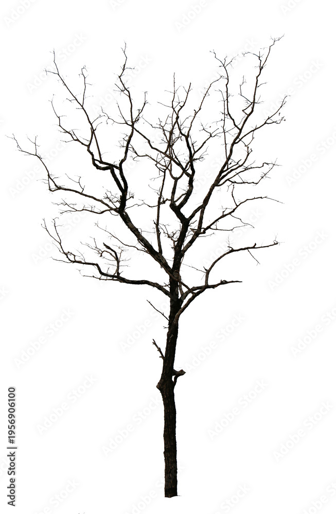 Fototapeta premium Dry trees silhouette, drought season, isolated on background, barren landscape, minimal nature illustration