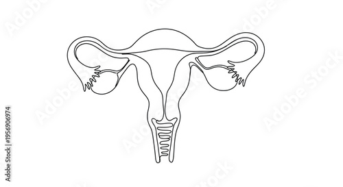 Line drawing of human uterus and fallopian tubes