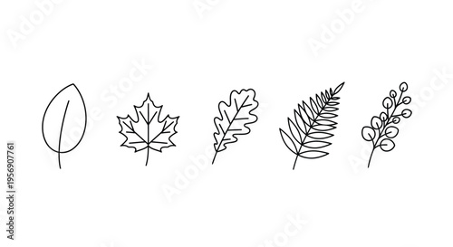 Simple botanical illustration featuring various leaf and branch outlines