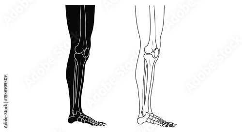 Human leg anatomy illustration with skeletal detail showing contrasting views silhouette