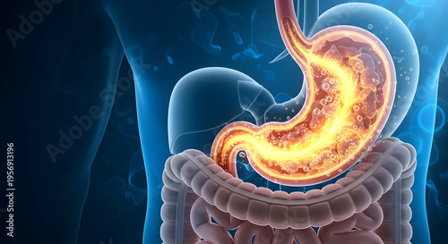 Human Digestive System Stomach