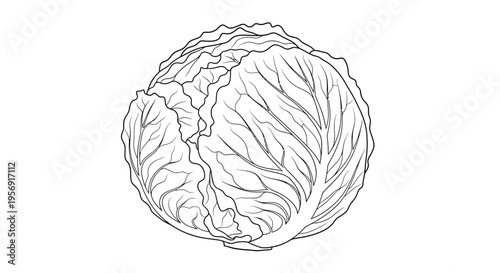 Detailed line art rendering of a cabbage a vegetable silhouette
