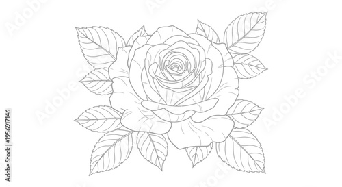 Detailed rose blossom drawing with intricate petals a floral silhouette