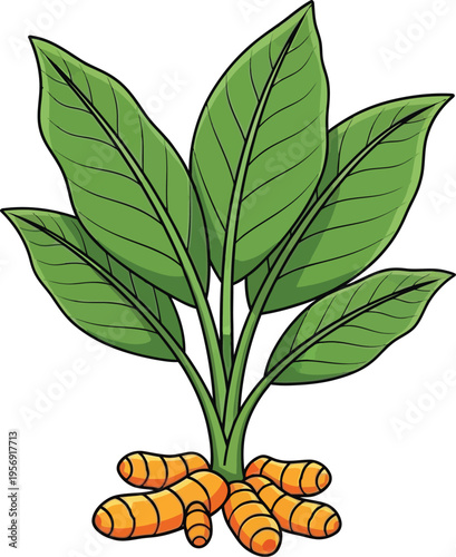 turmeric plant vector isolated