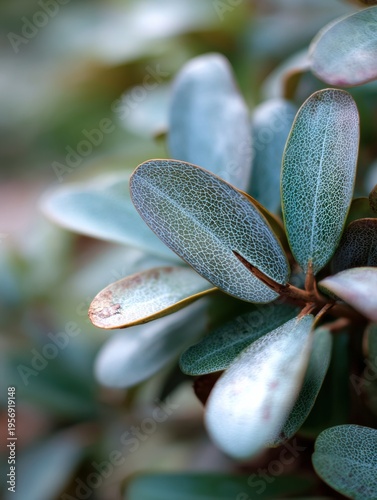 Close-up View of Green Leaves Showing Texture and Light Reflections With a Shallow Depth of Field Captured in Natural Light