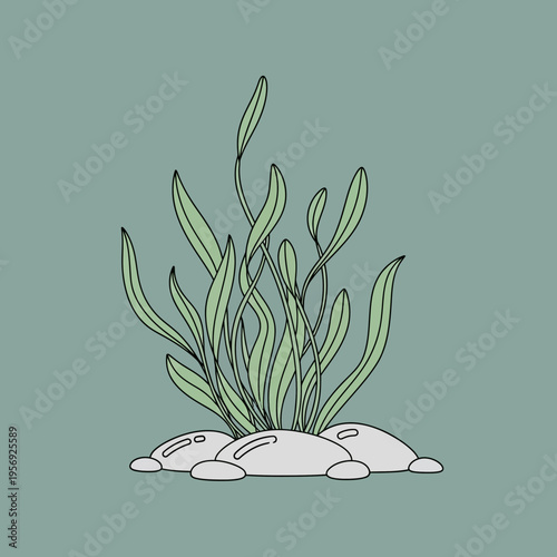 Underwater Seaweed Plant Growing on Rocks, Aquatic Flora Illustration