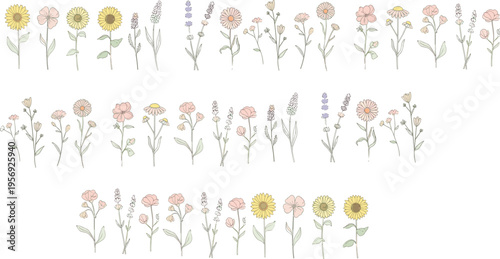 Delicate wildflower collection with pastel botanical elements hand drawn flowers minimal vintage style flat vector illustration set isolated