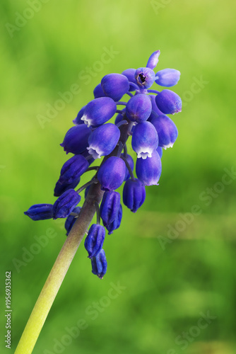 Muscari Grape-hyacinth flower petals color close up naturalistic