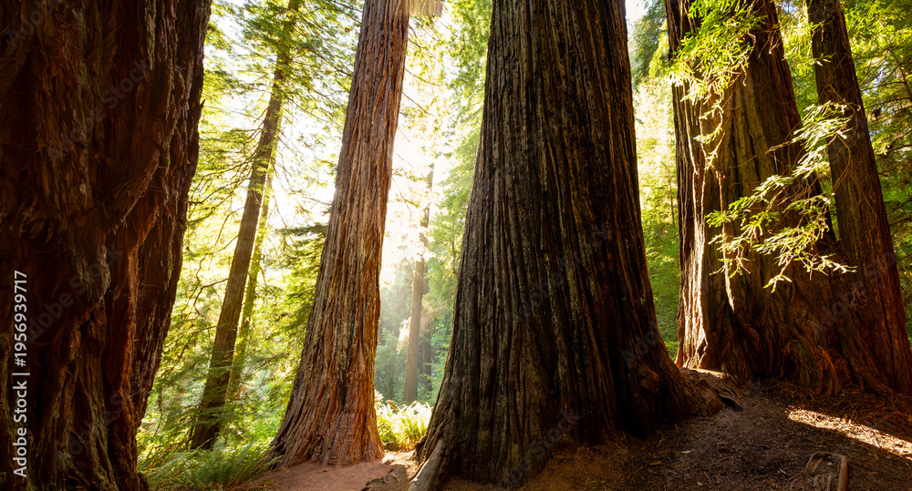 Obraz premium Sunset Amongst the Redwoods on Cathedral Trail, Prairie Creek Redwoods State Park, California