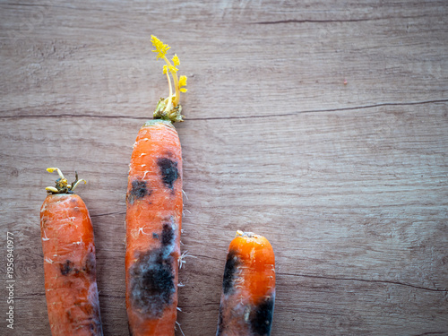 Obraz na plátně Rotten carrots with mold on wooden surface, concept of food waste, spoilage and unhealthy storage, minimal composition with copy space