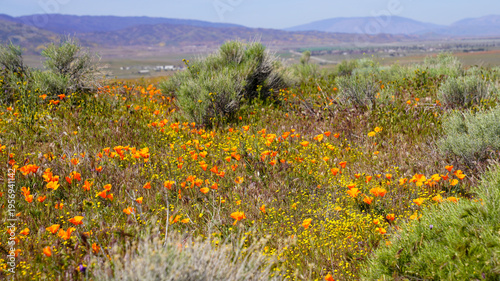 Foto Vibrant orange California poppy wildflowers blooming abundantly in a field at th