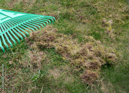 Canvas Print Spring lawn care with rake and removed moss and thatch pile on grass, extremely dirty and damaged lawn, garden maintenance and restoration concept