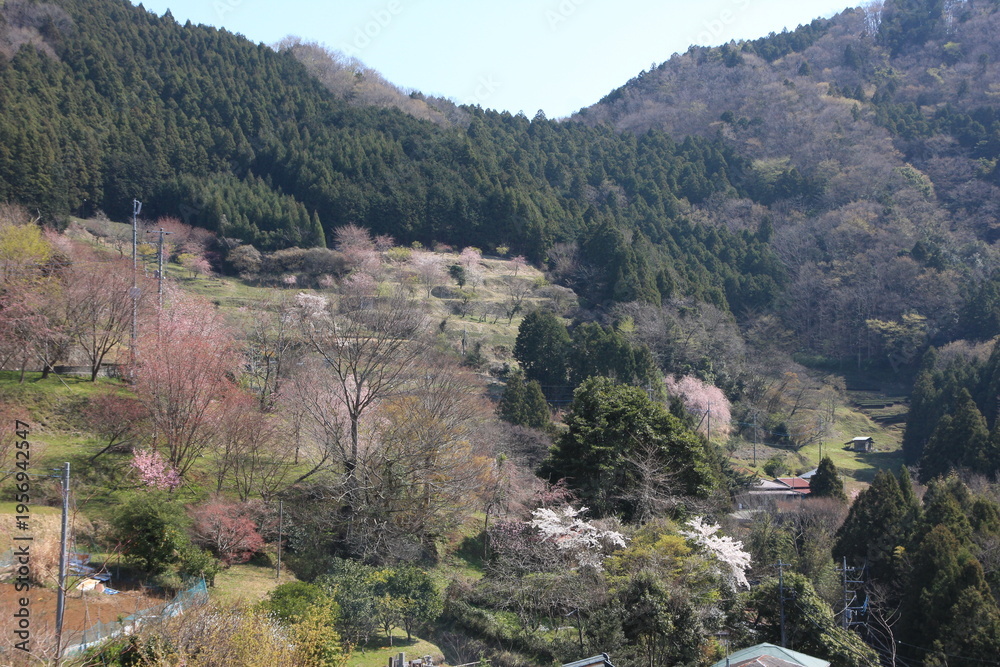Obraz premium 神奈川県松田町寄（ﾔﾄﾞﾘｷ）の風景。桜咲く里。