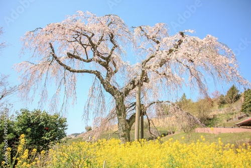 神奈川県松田町寄（ﾔﾄﾞﾘｷ）の風景。佐土原のしだれ桜