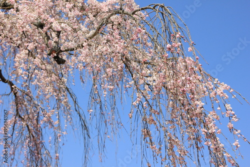 神奈川県松田町寄（ﾔﾄﾞﾘｷ）の風景。佐土原のしだれ桜