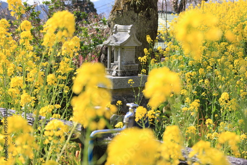 神奈川県松田町寄（ﾔﾄﾞﾘｷ）の風景。菜の花の中の祠。