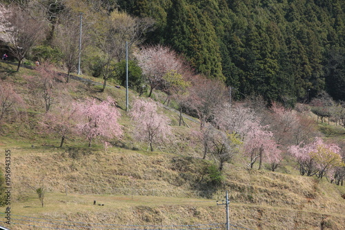 神奈川県松田町寄（ﾔﾄﾞﾘｷ）の風景。里山に咲く桜。