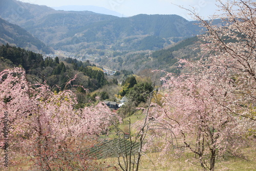 神奈川県松田町寄（ﾔﾄﾞﾘｷ）の風景。里山に咲く桜。