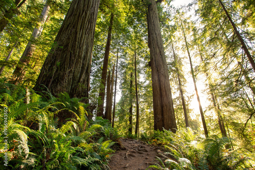 Obraz premium Ancient Redwoods on Cathedral Trail, Prairie Creek Redwoods State Park, California