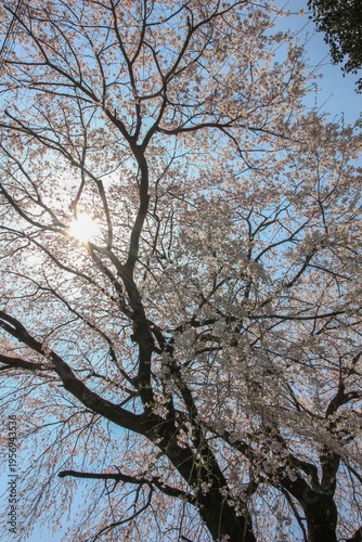神奈川県松田町寄（ﾔﾄﾞﾘｷ）の風景。一本桜。
