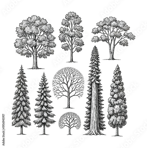 Vector of various types of trees including conifers and deciduous species drawn in a sketch style