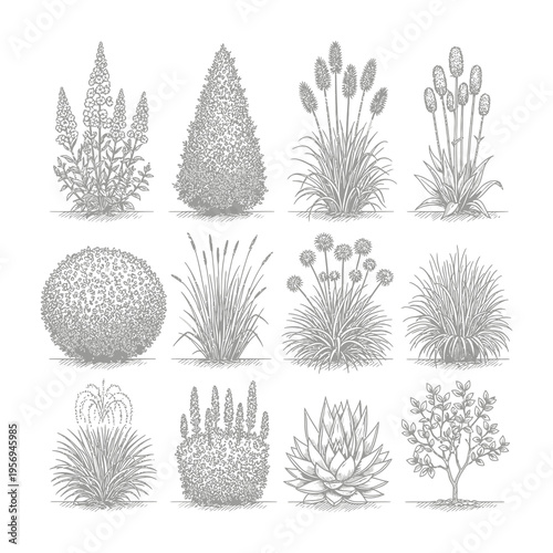 Vectors of various plants and shrubs in botanical style with diverse shapes and structures