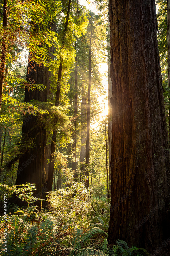 Fototapeta premium Sunset Glow on the Redwoods, Cathedral Trail, Prairie Creek Redwoods State Park, California