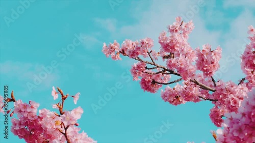 京都 淀水路の河津桜と春景色