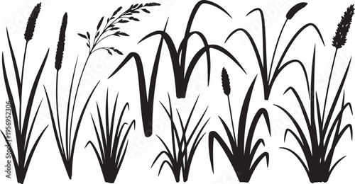 Black Silhouette of Cattails and Grasses on White Background