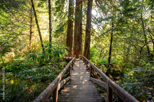 Bridge on the James Irvine Trail Redwoods, Prairie Creek Redwoods State Park, California